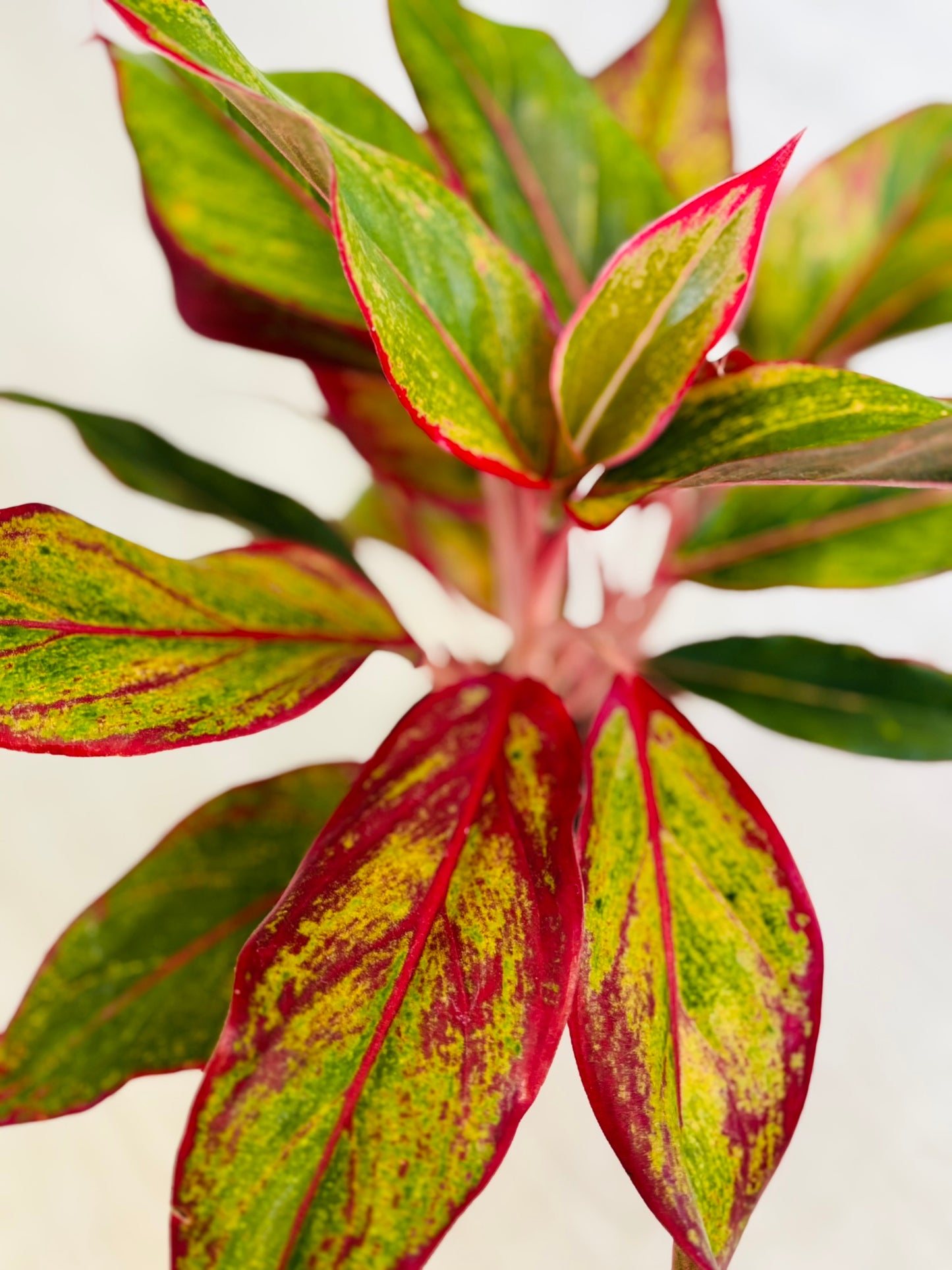 King of Siam Aglaonema