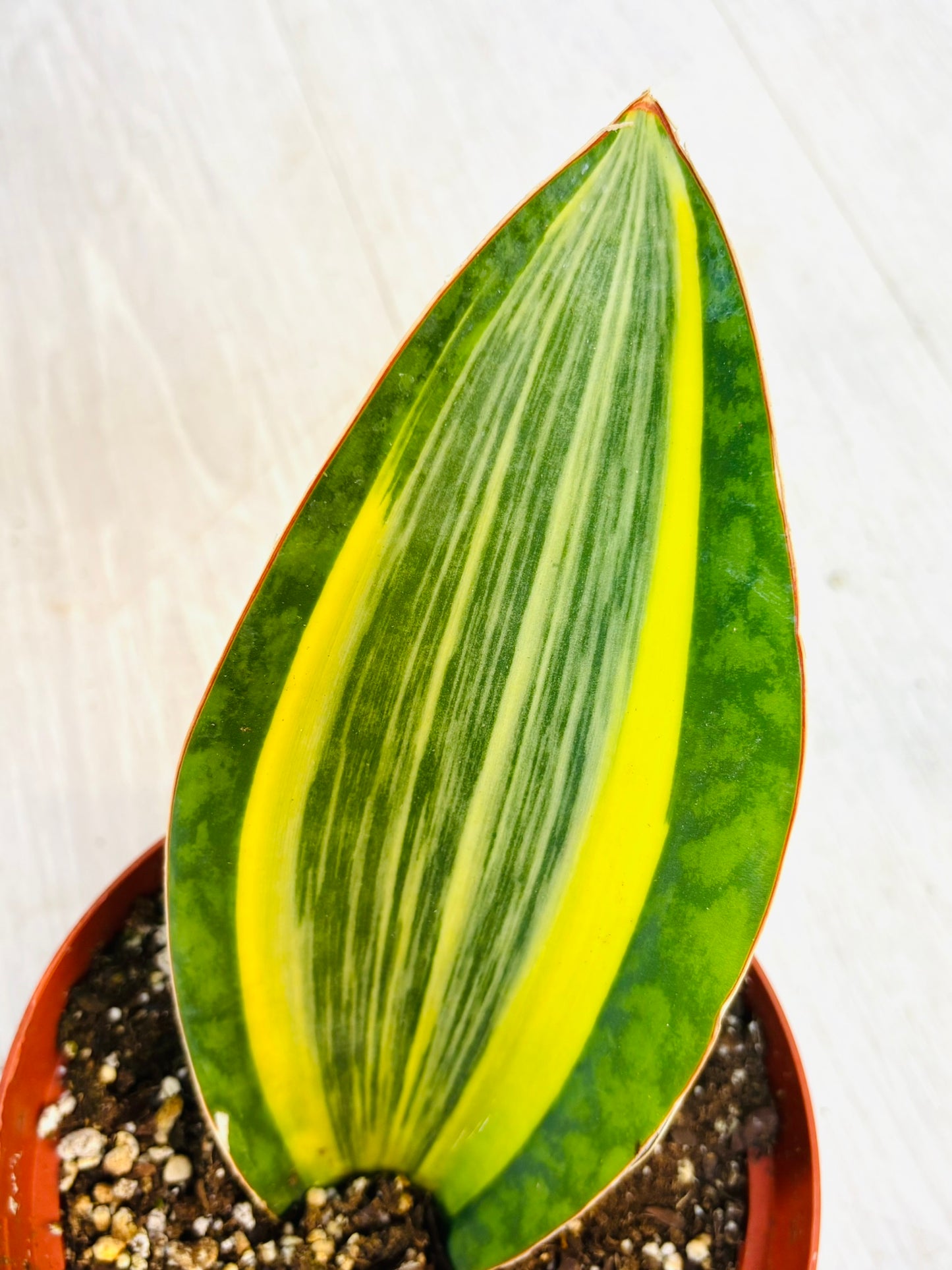 Variegated Whale Fin Snake Plant