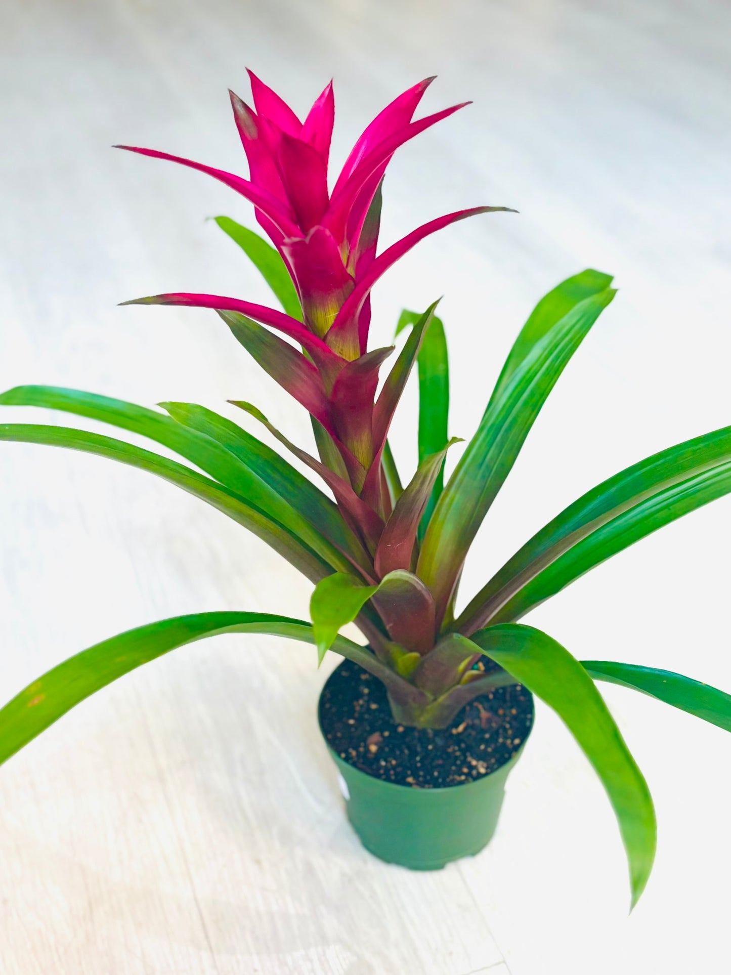 Guzmania Bromeliad