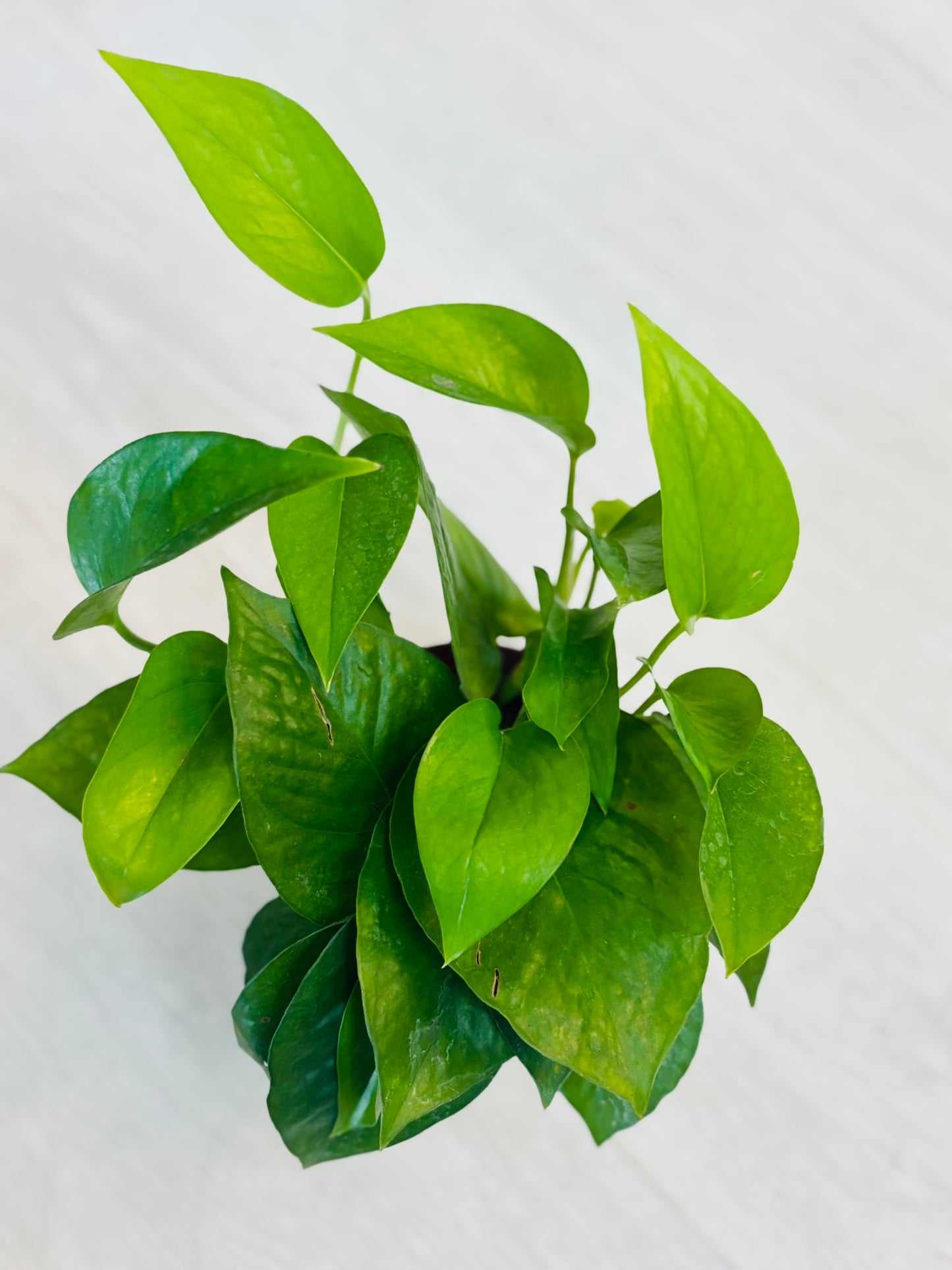 Pothos Jade 4”