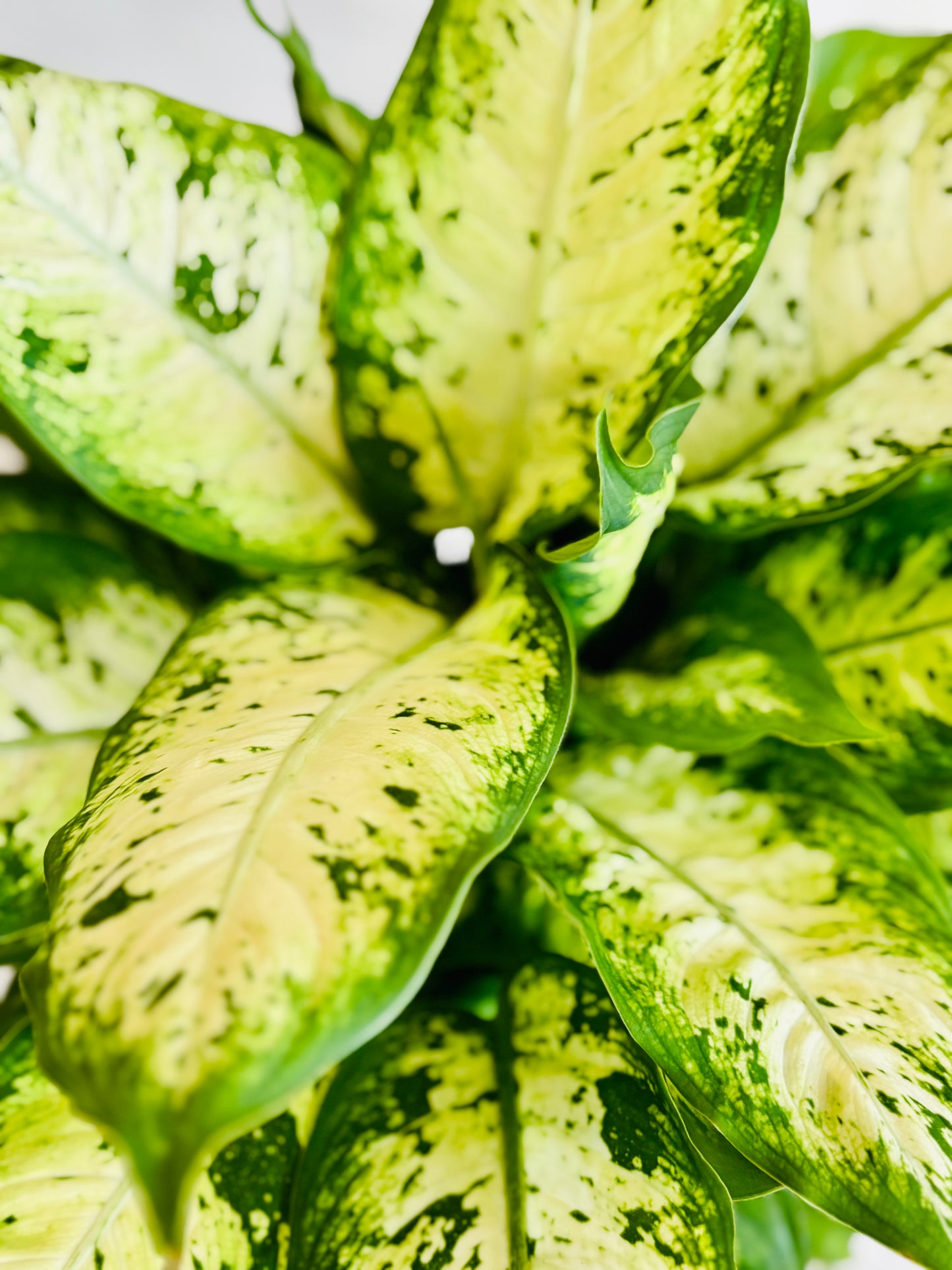 Seguine Dieffenbachia