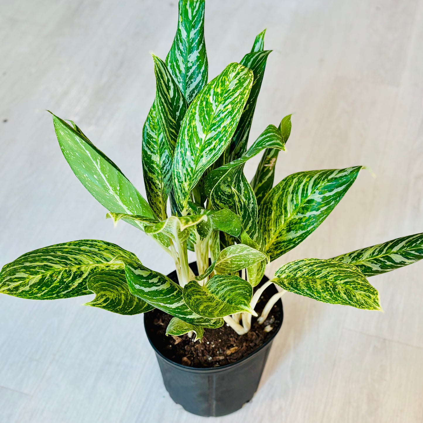 Golden Madonna Aglaonema