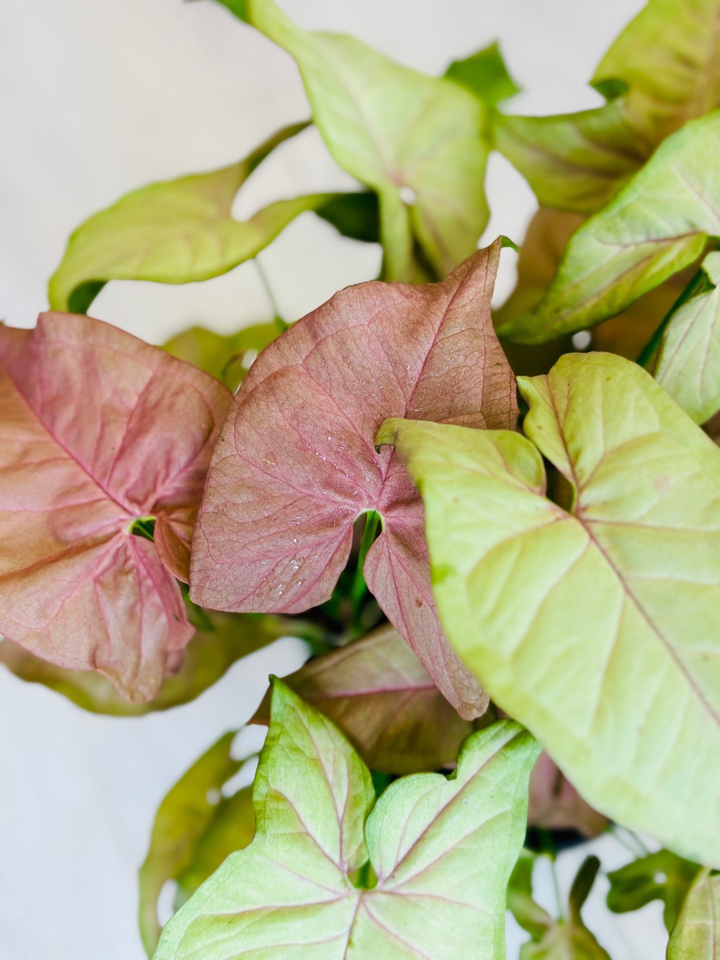 Neon Robusta Pink Syngonium