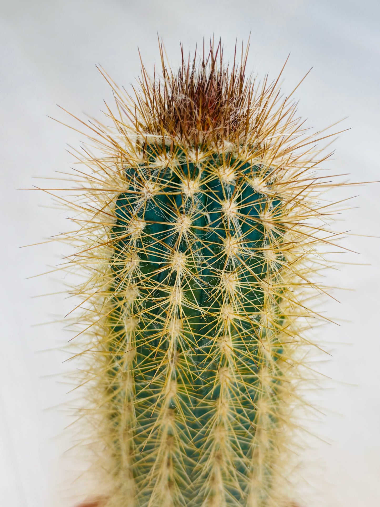 Pilosocereus Piauhyensis Cactus