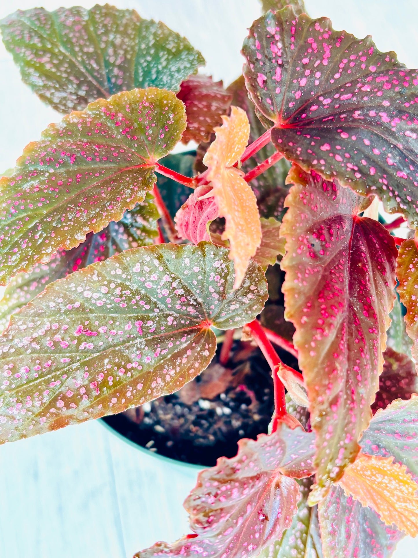 Benigo Pink Begonia