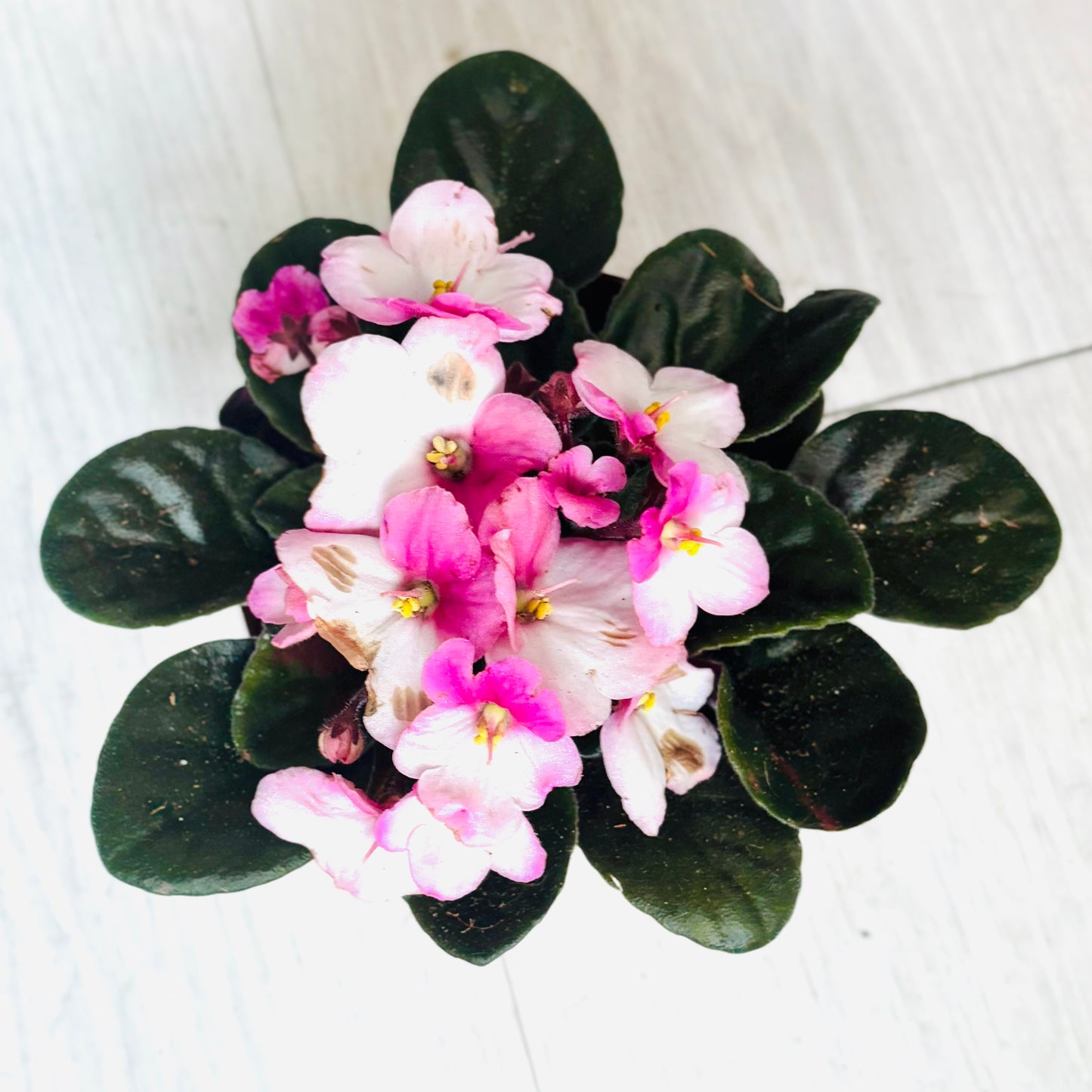 African Violet
