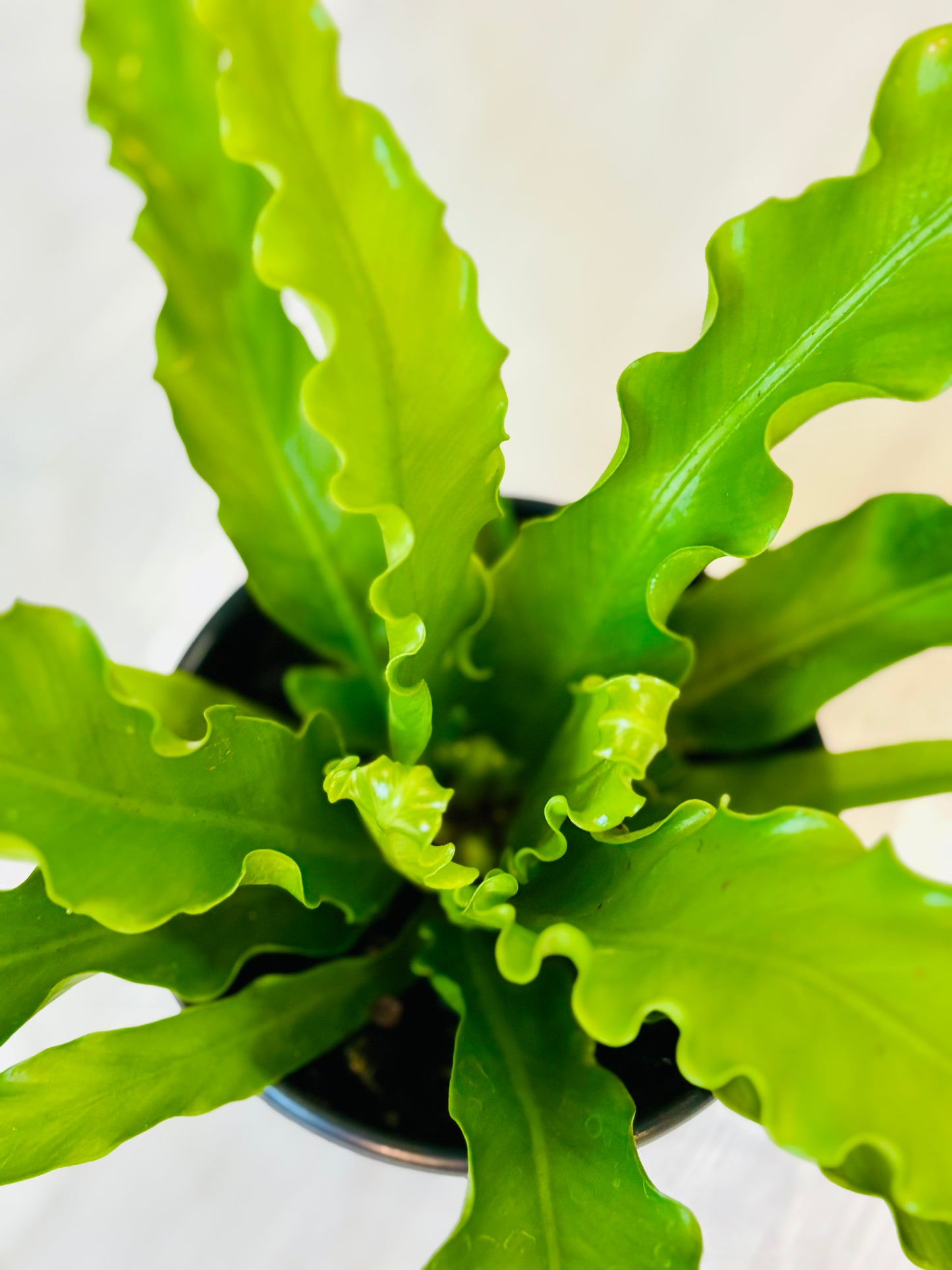 Victoria Bird's Nest Fern