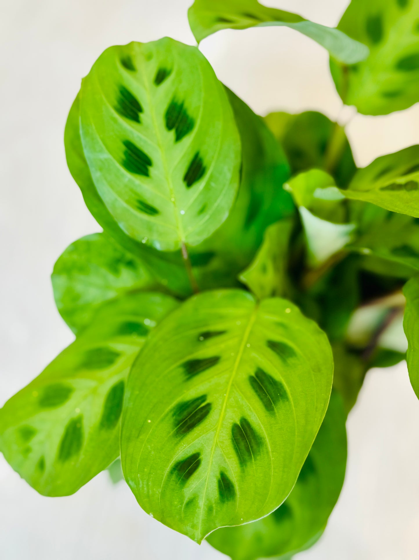 Green Prayer Plant