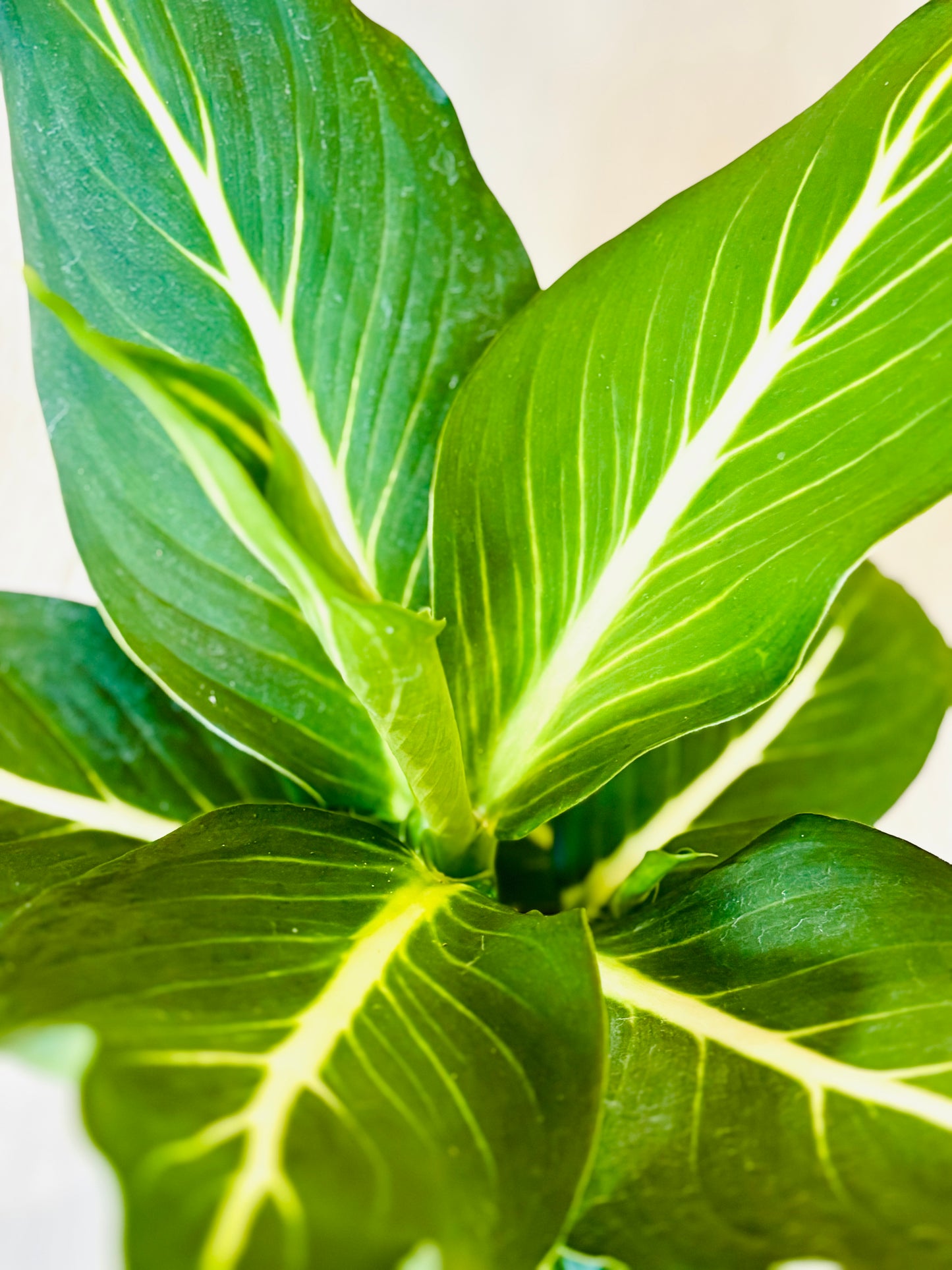 Sterling Dieffenbachia