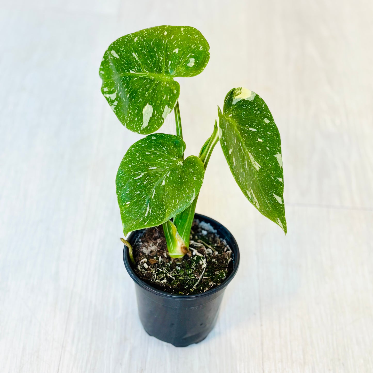 Monstera Thai Constellation
