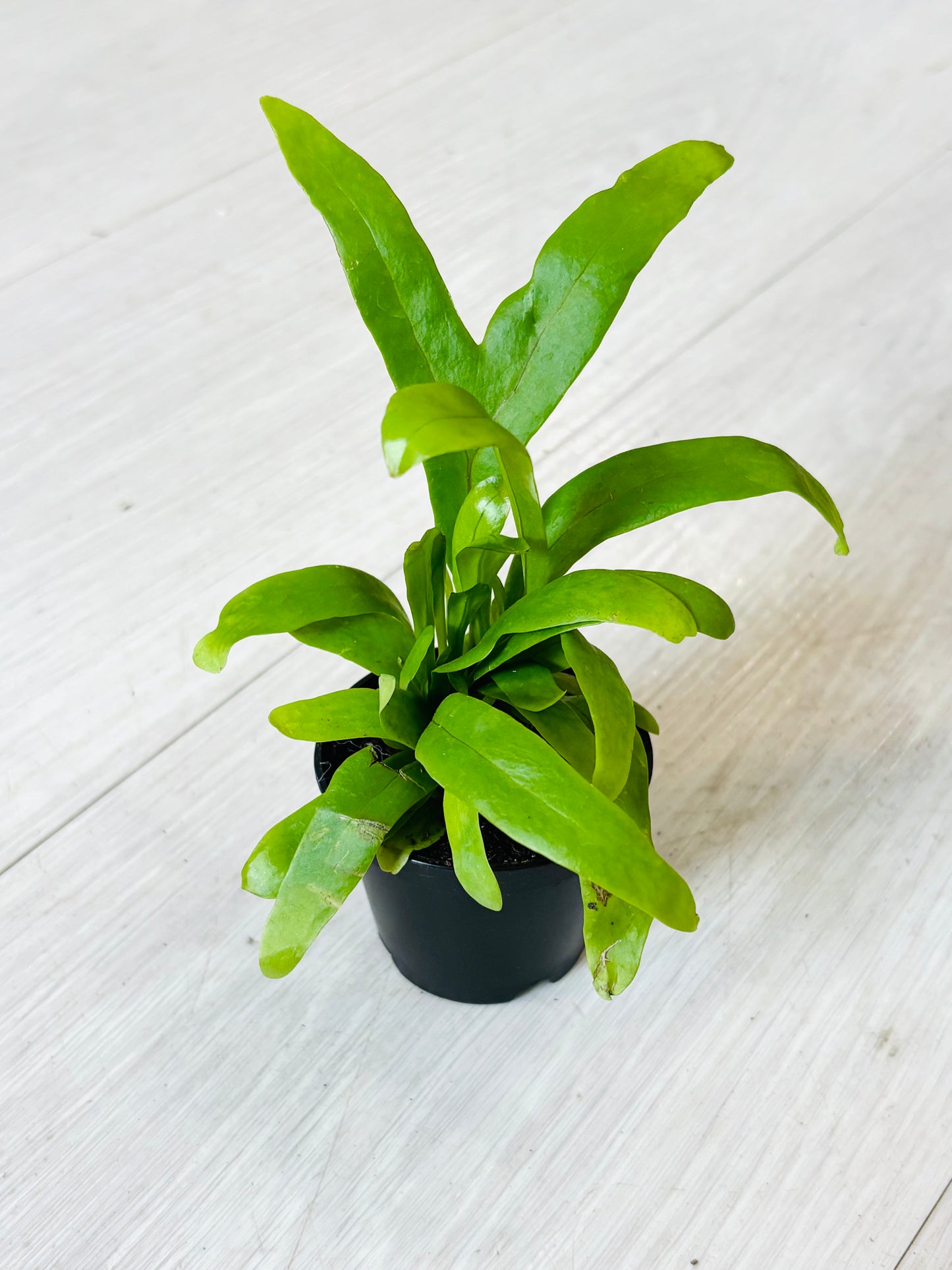 Houseplants - Assorted 2"