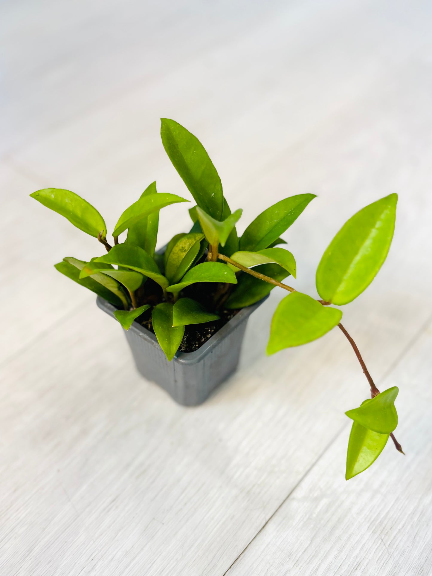 Houseplants - Assorted 3"