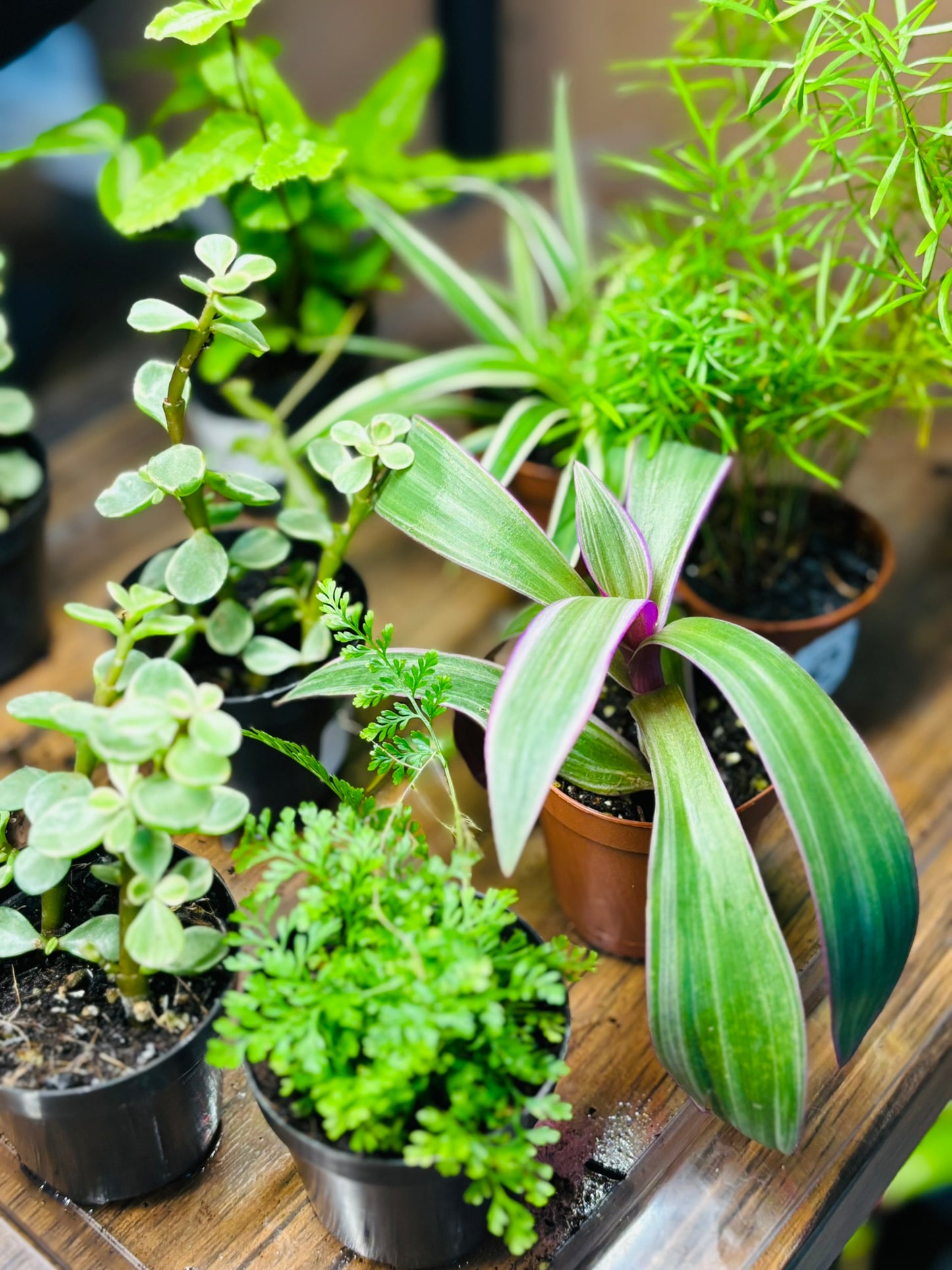 Houseplants 101 - September 29th