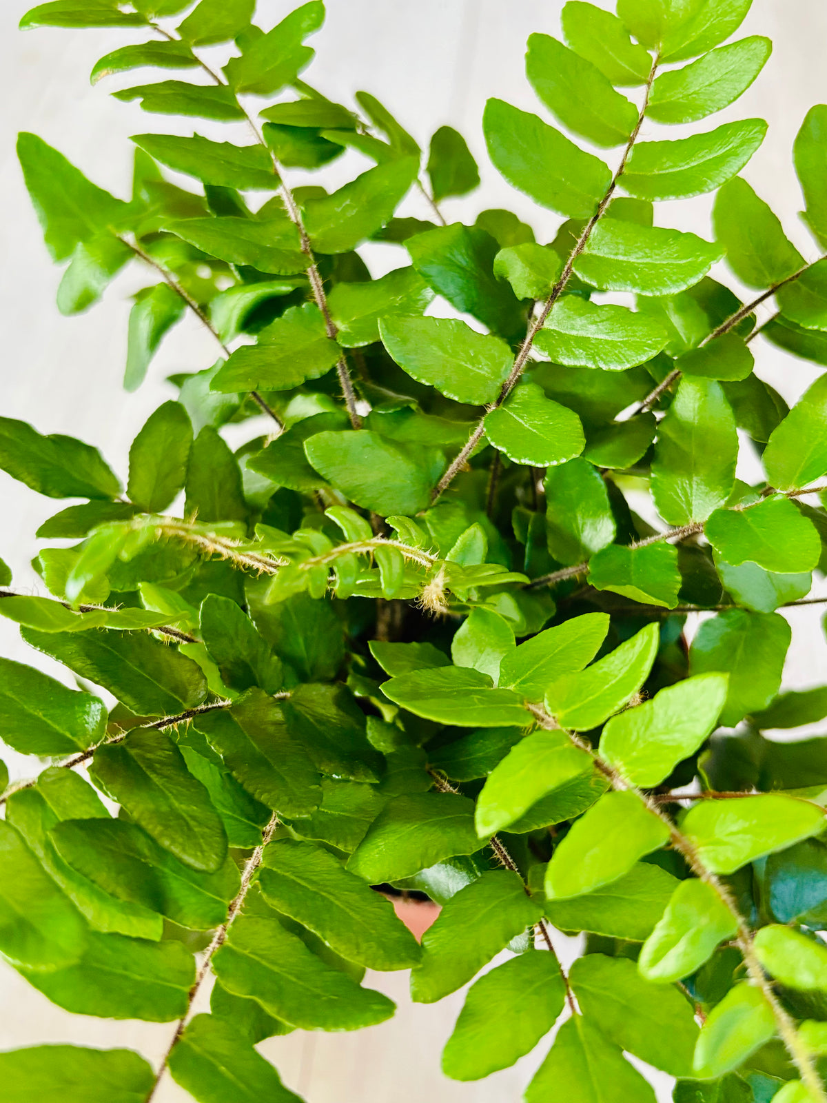 Sickle Fern