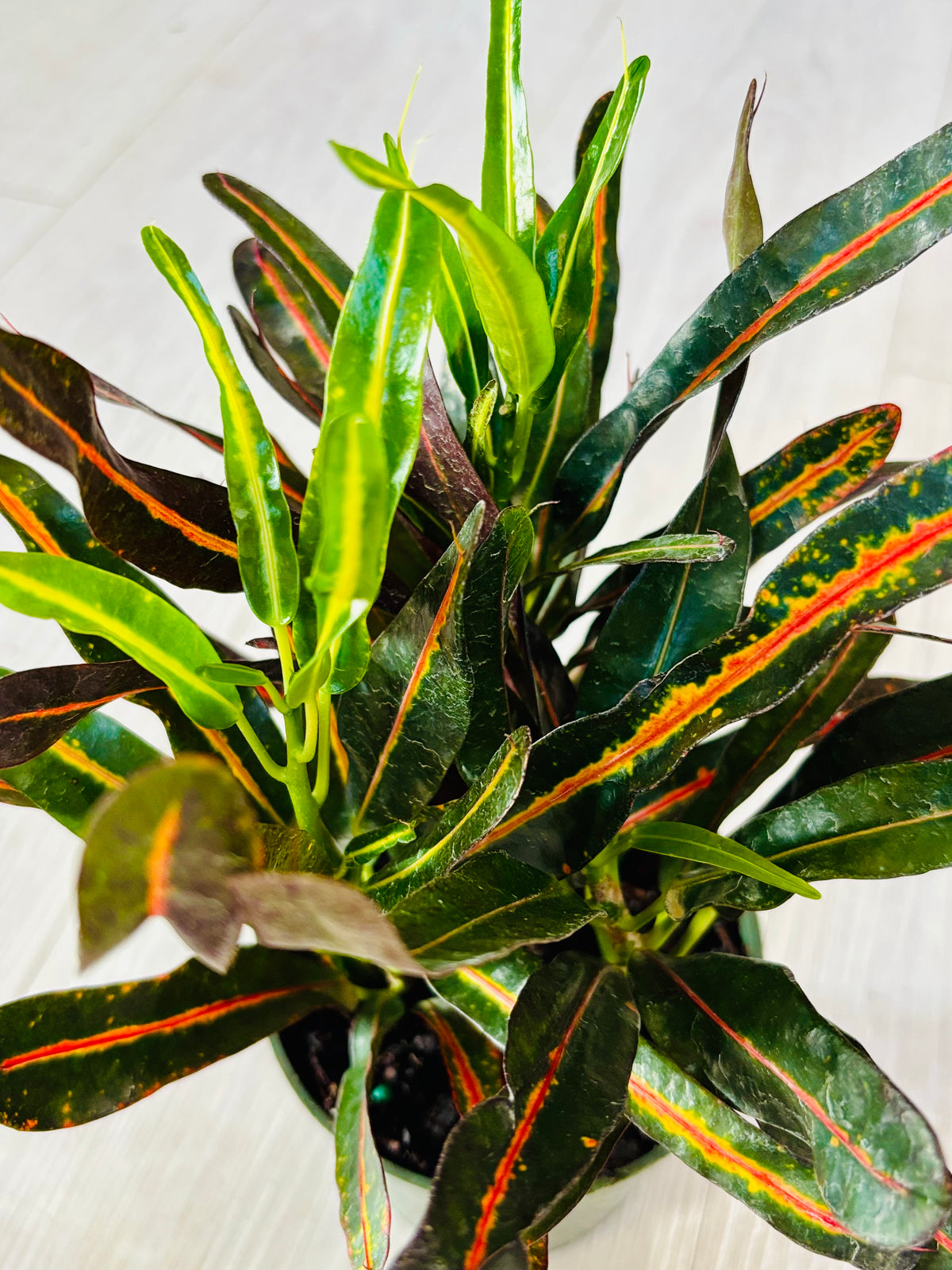 Mammy Croton