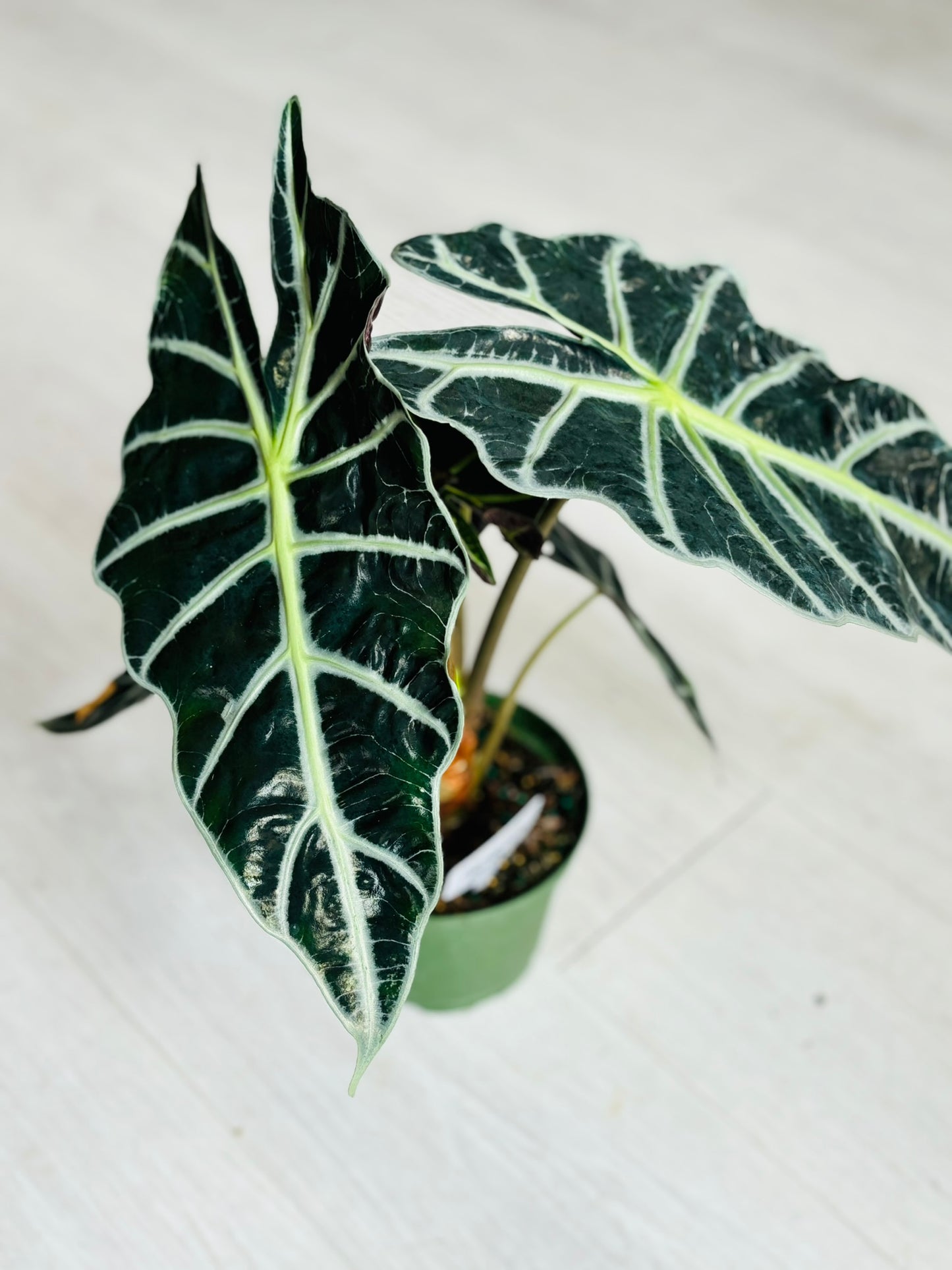Alocasia Polly