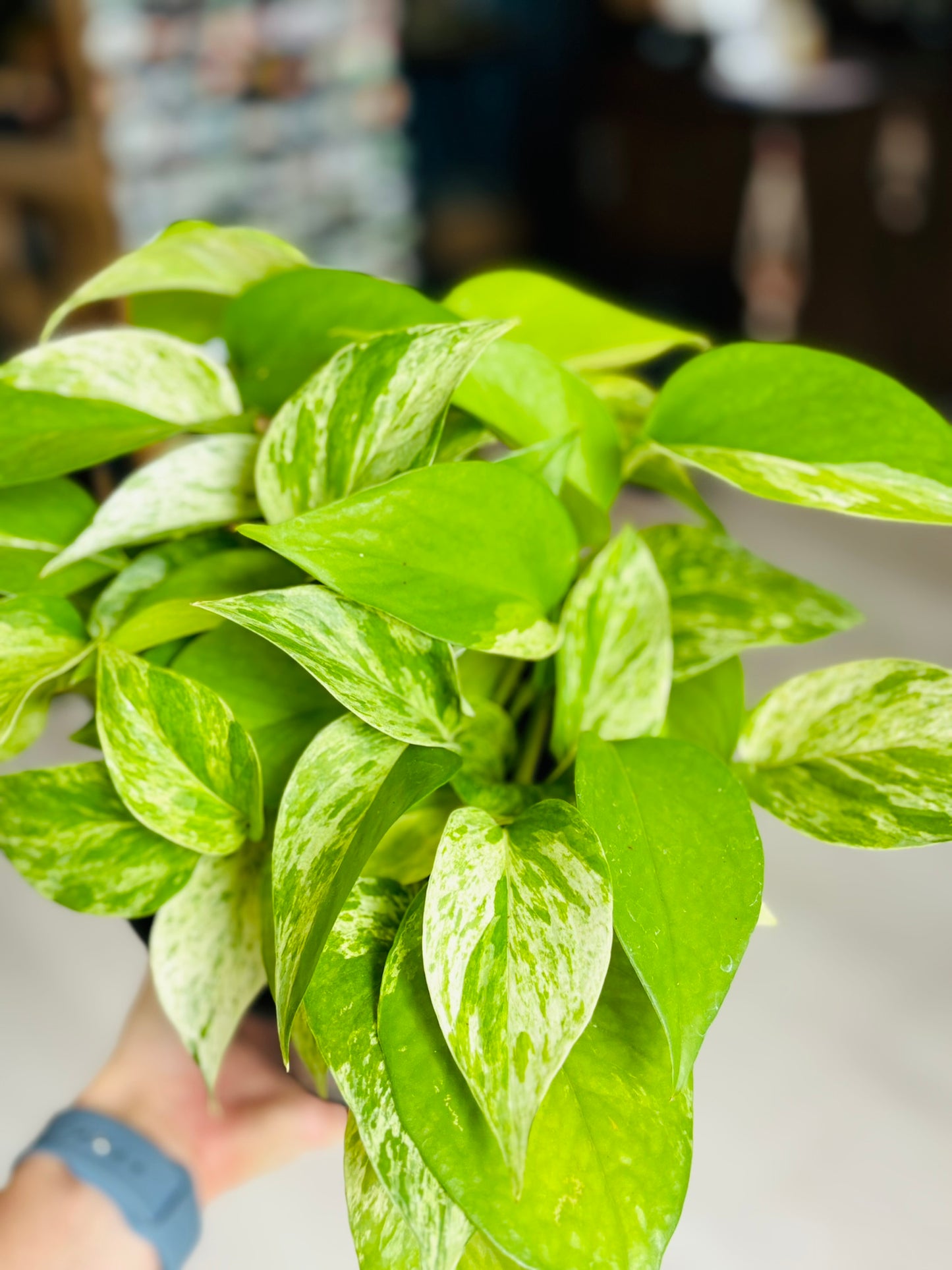 Marble Queen Pothos
