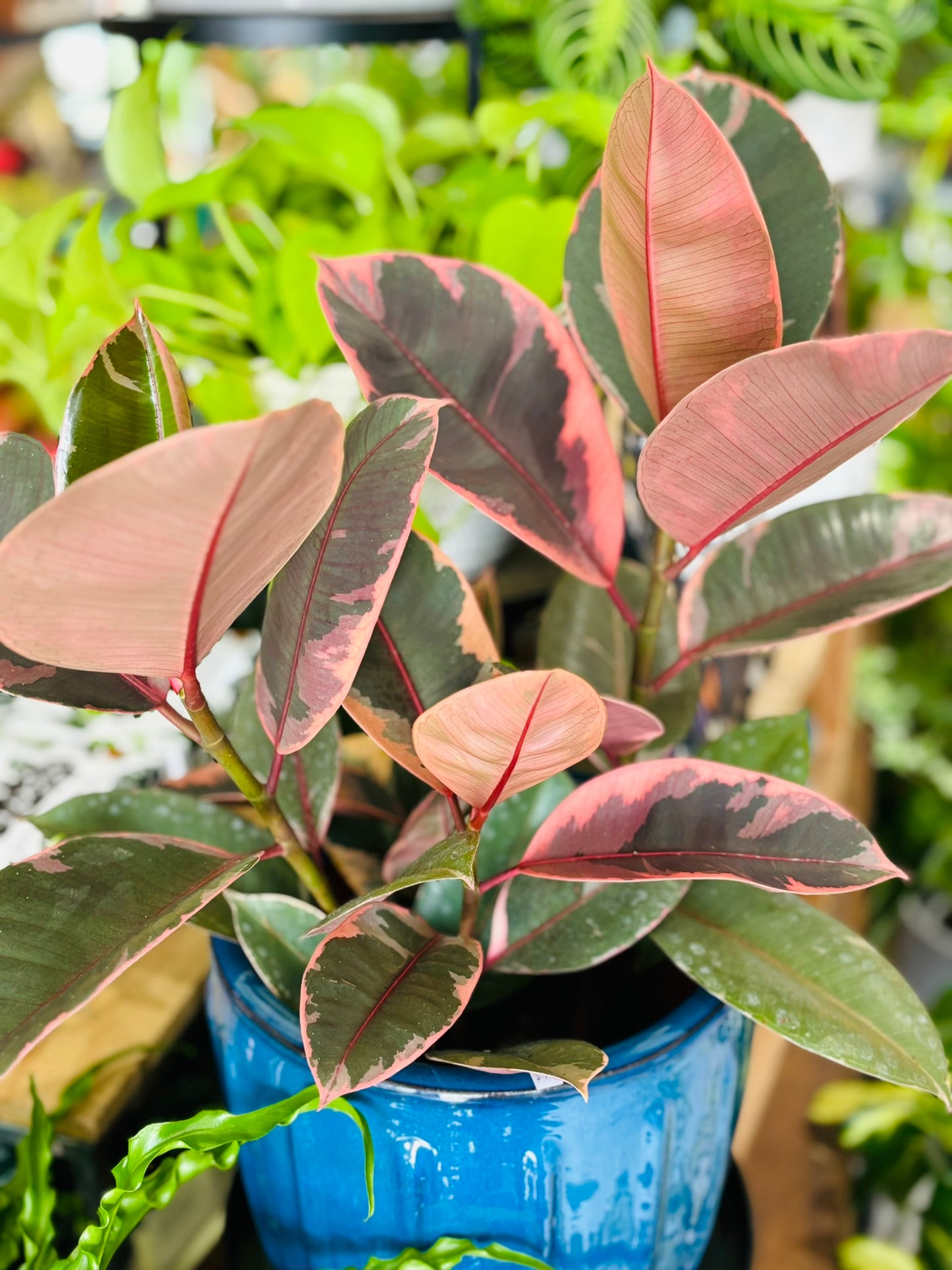 Ruby Ficus