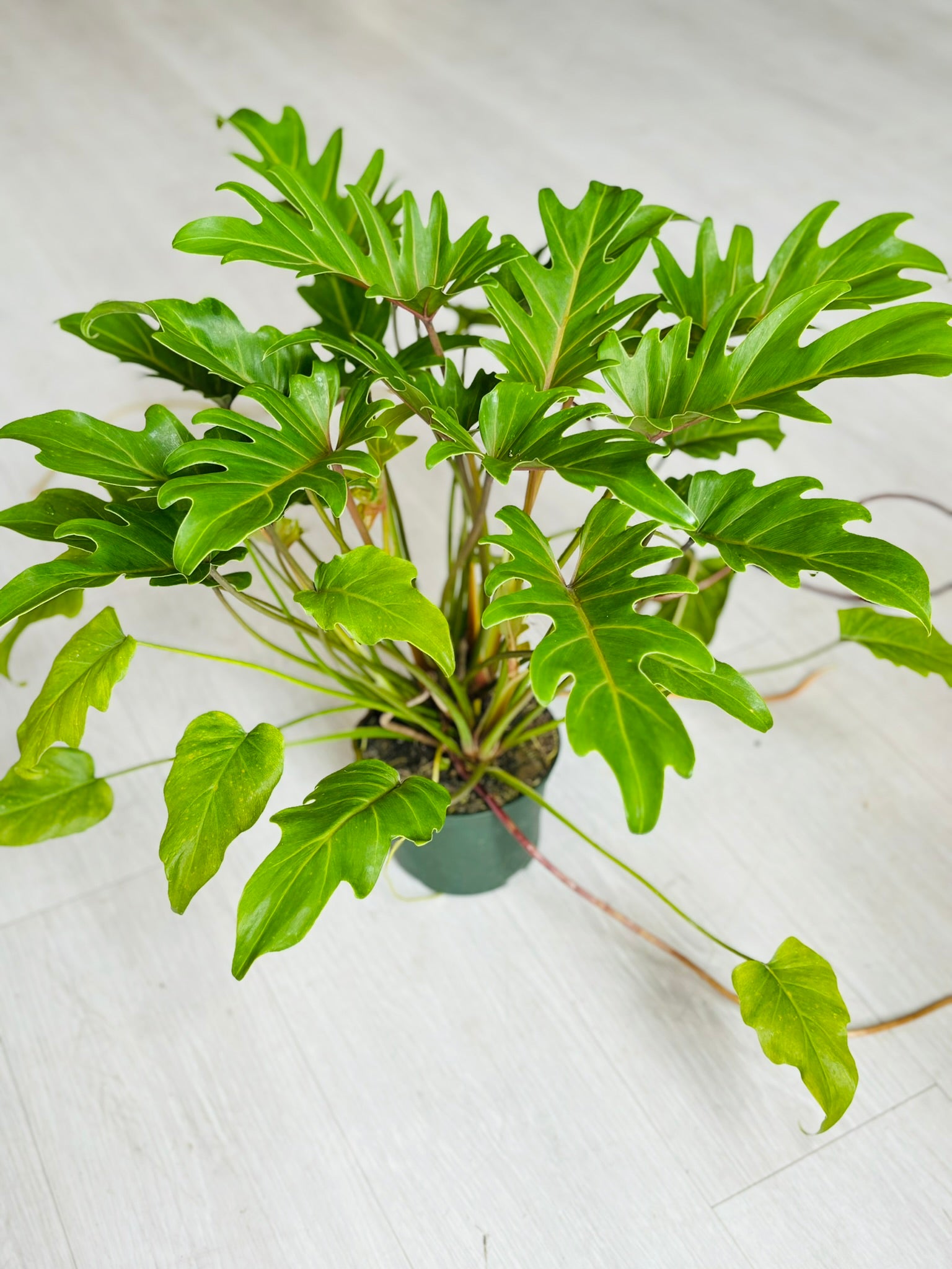 caring for philodendron xanadu Xanadu Philodendron