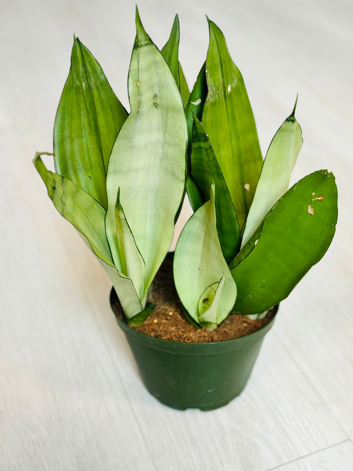 Moonshine Snake Plant