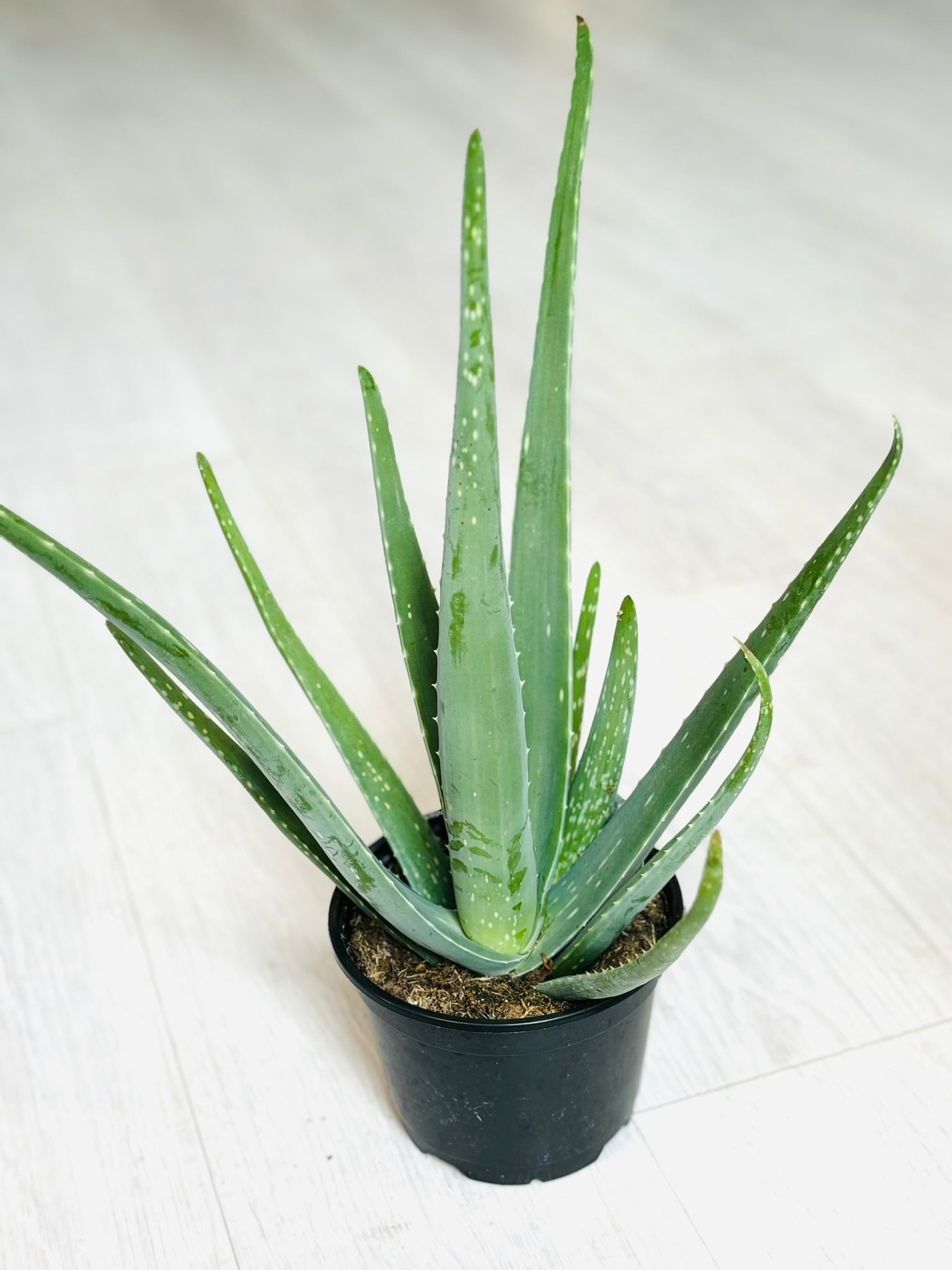 aloe vera plante Aloe Vera