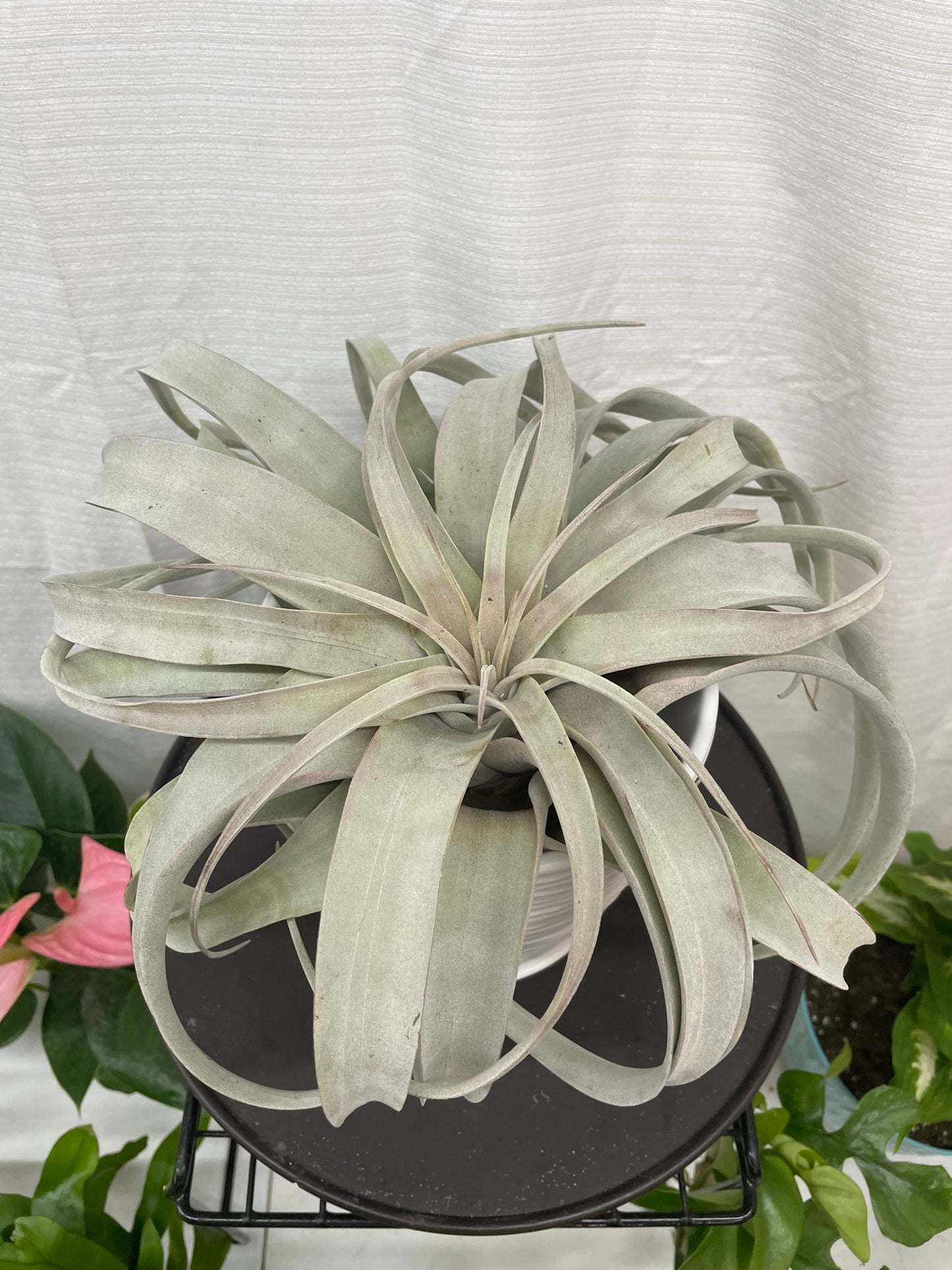 Xerographica Airplants