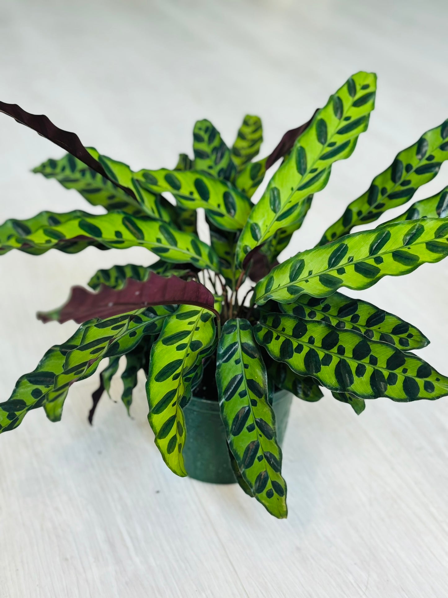 Rattlesnake Calathea