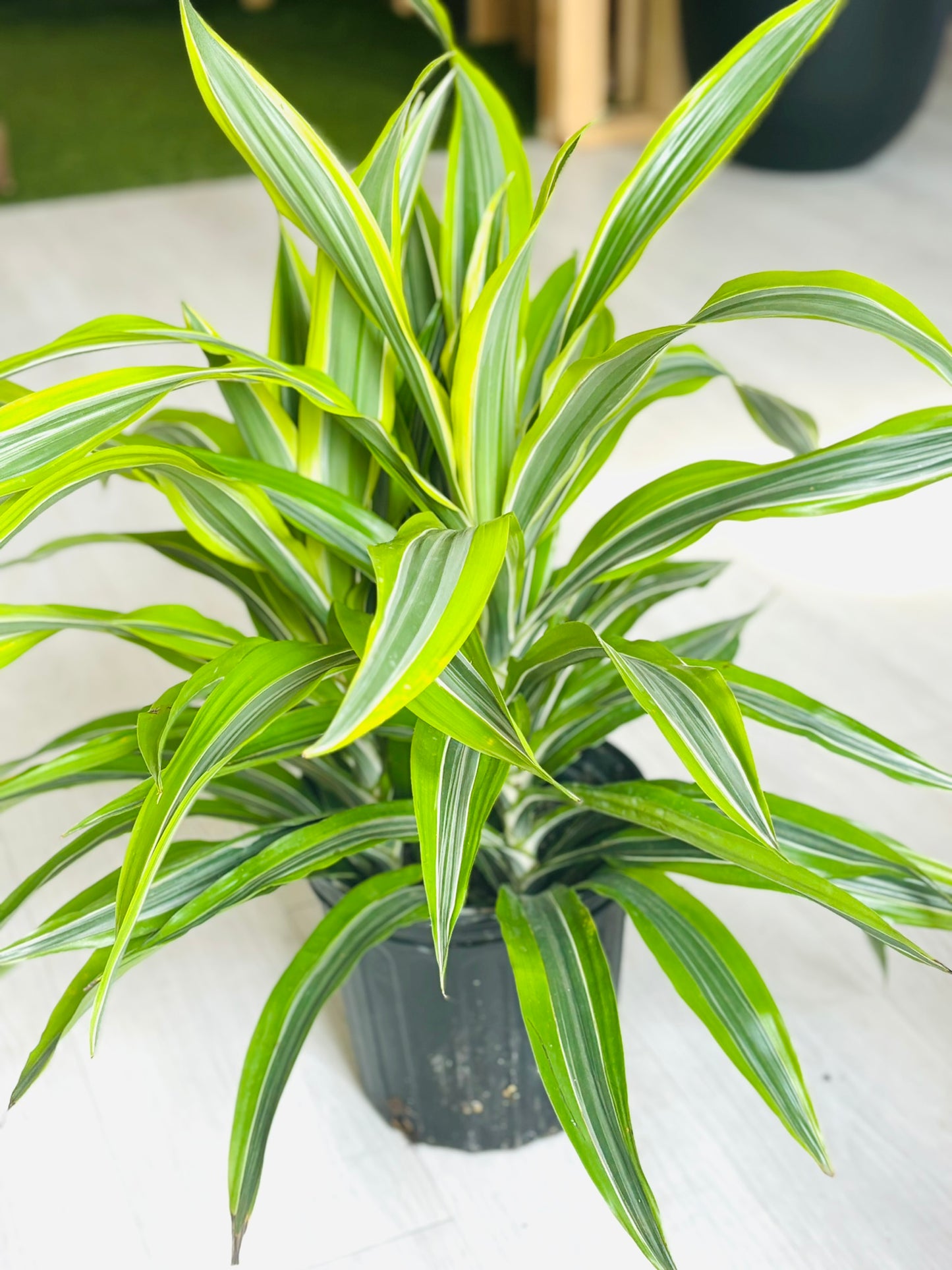 Dracaena Lemon Lime