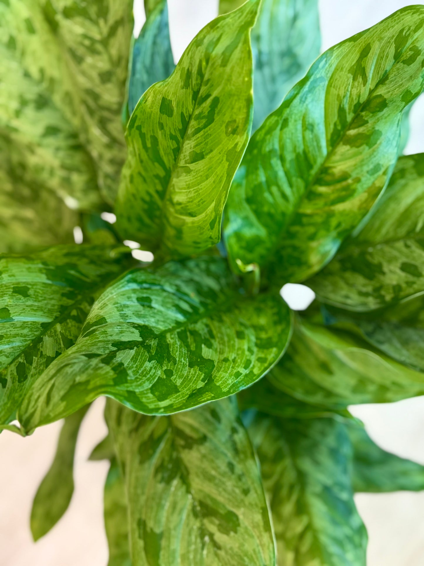 Army Aglaonema