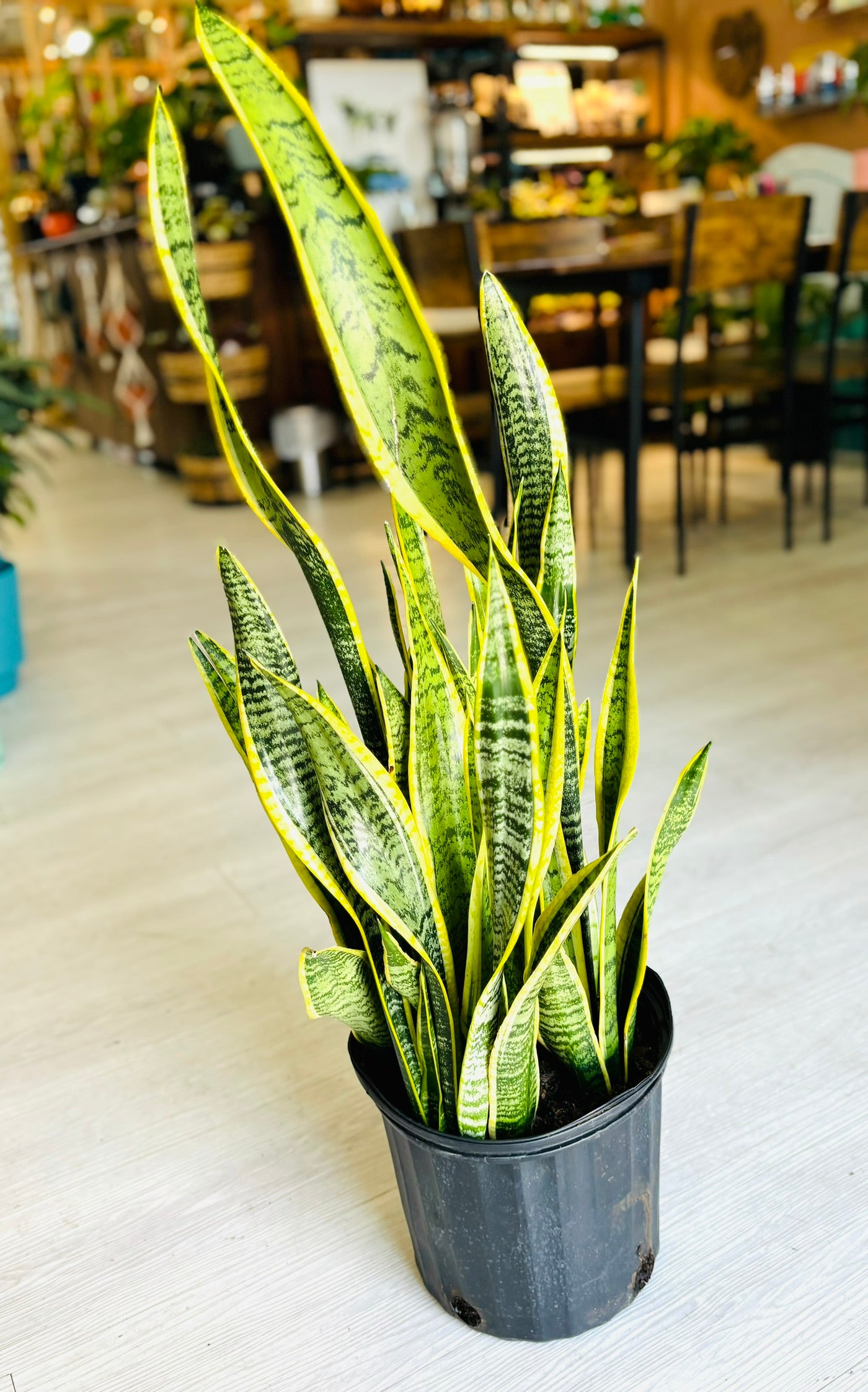 Laurentii Snake Plant