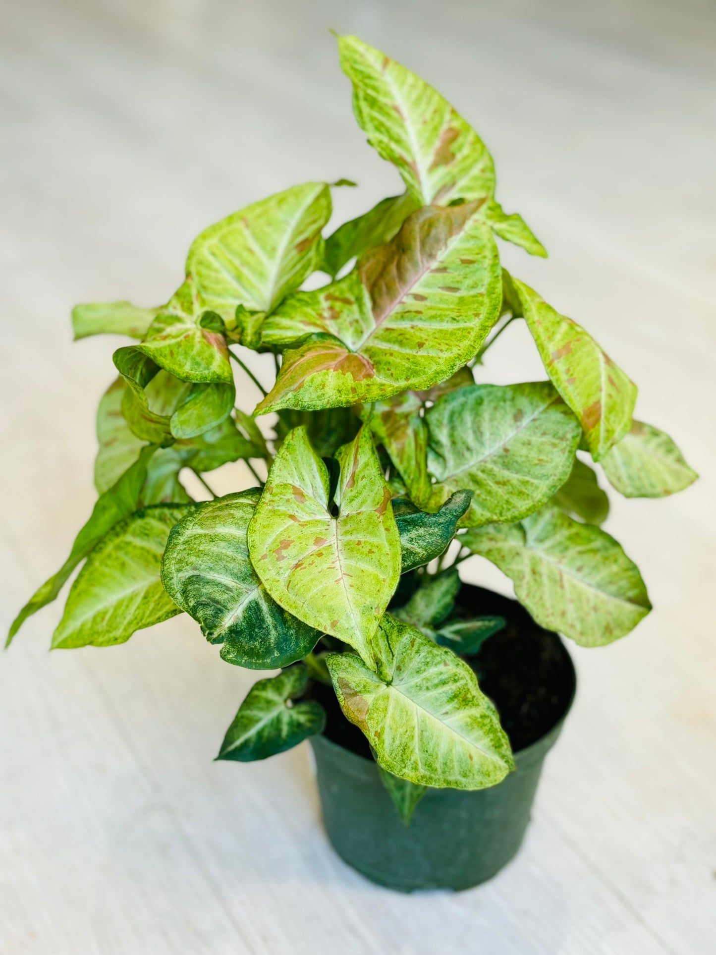 Confetti Syngonium