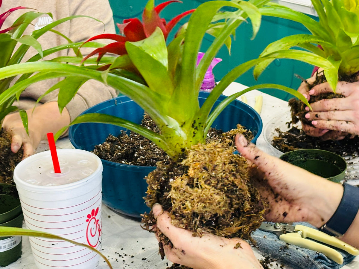 Kokedama - October 20th