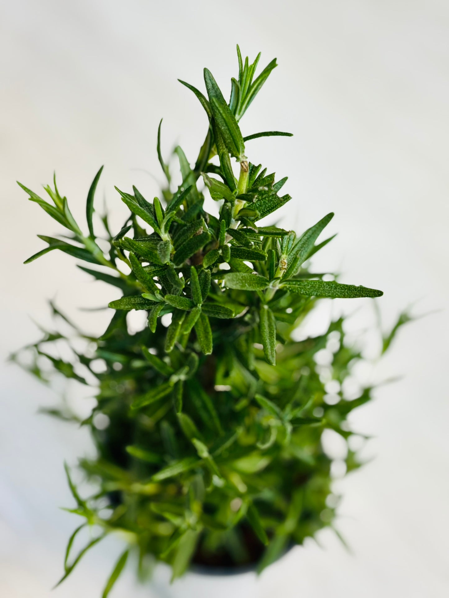Rosemary Tree