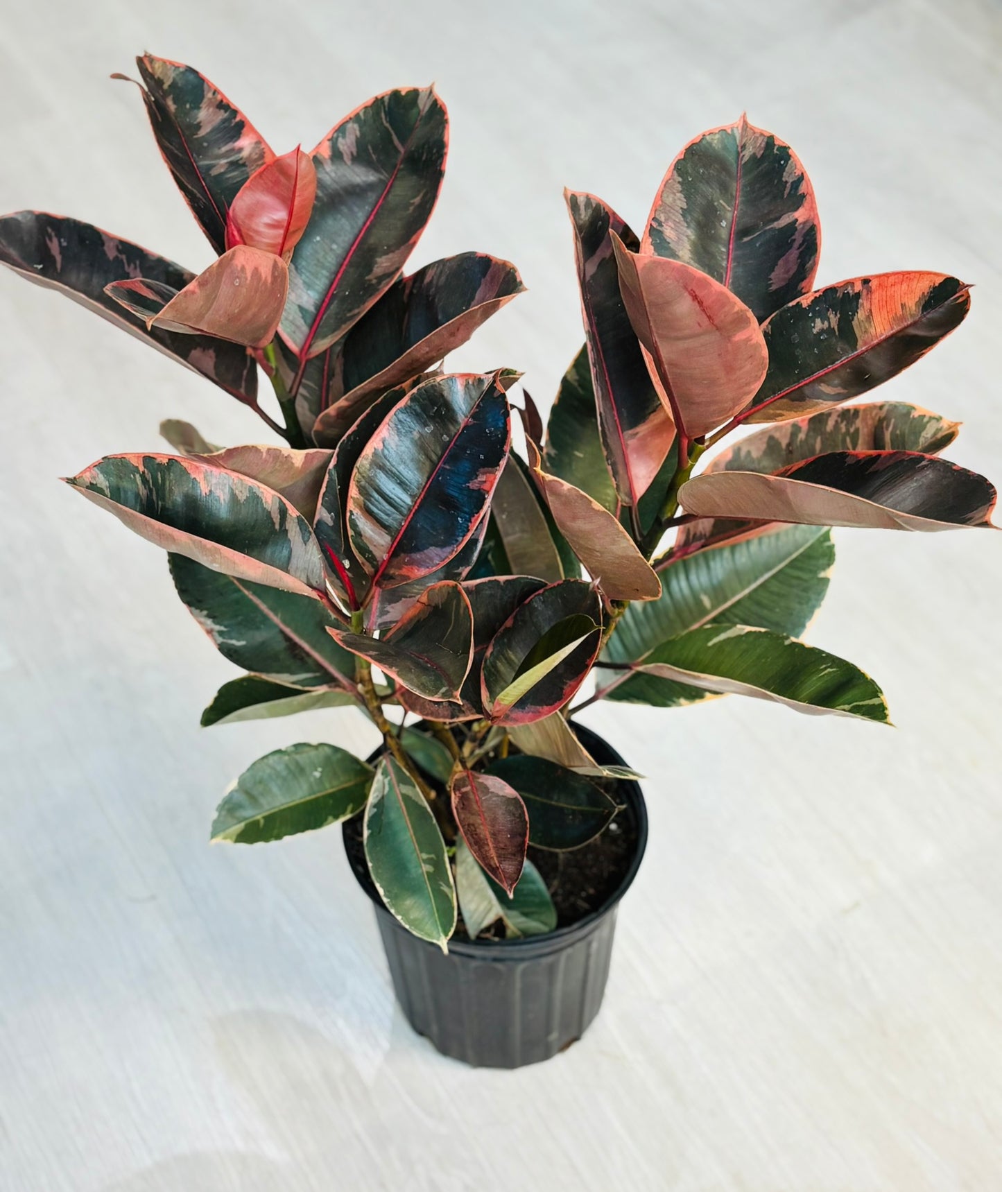 Ruby Ficus