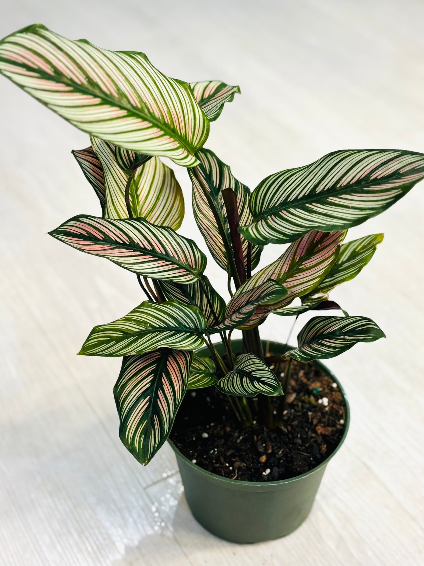 White Star Calathea