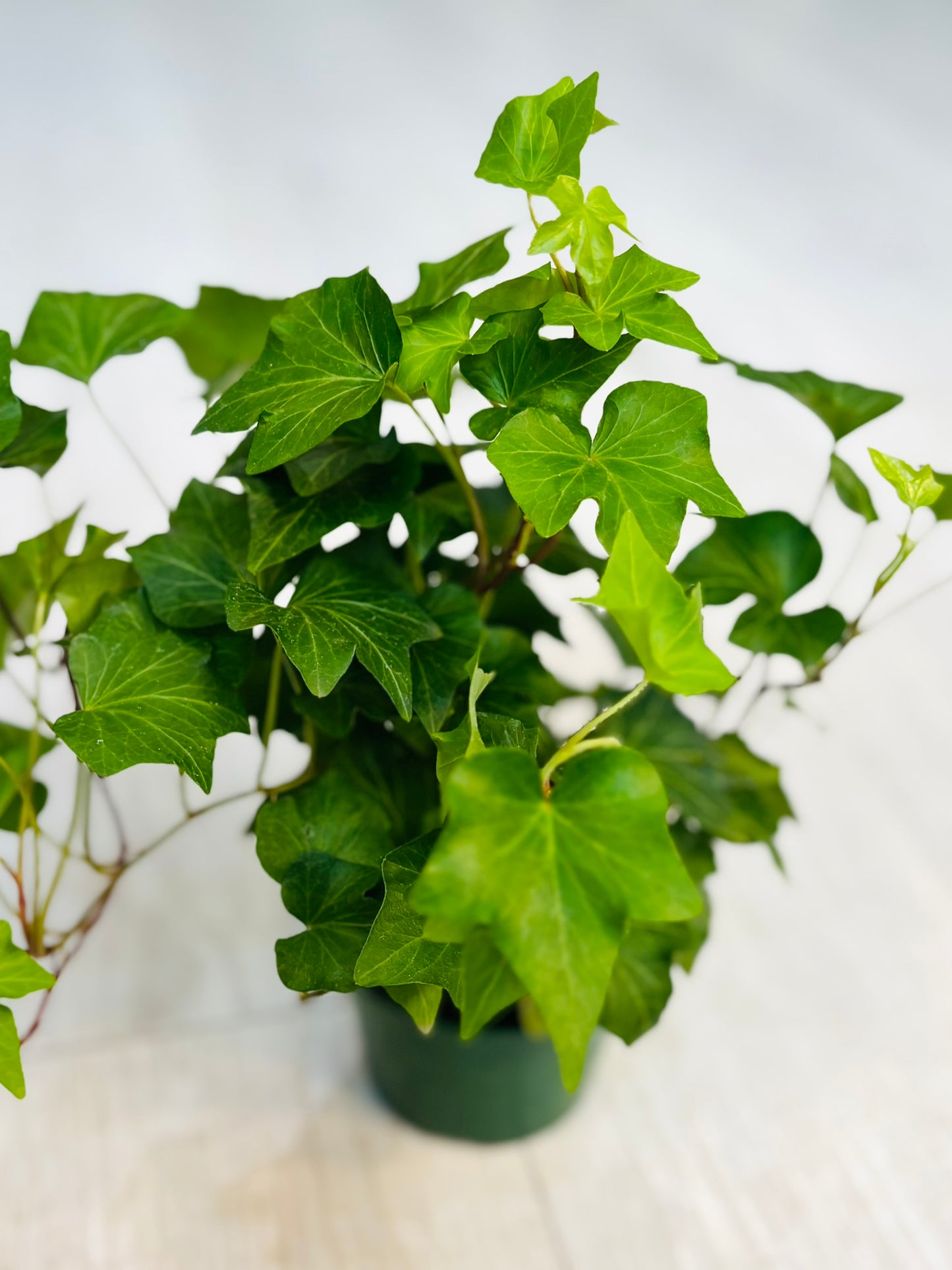 English Ivy
