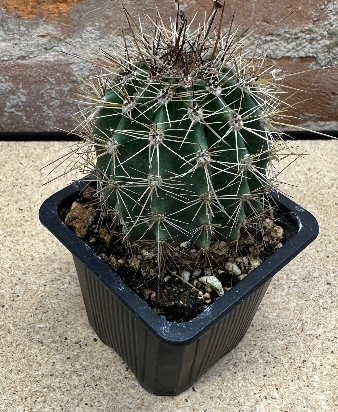 Cactus 3"
