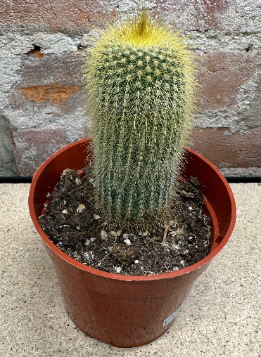 Cactus - Assorted 4"