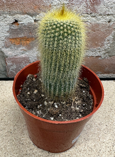 Cactus 4"