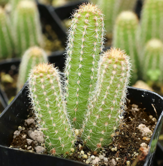 Cactus 2"
