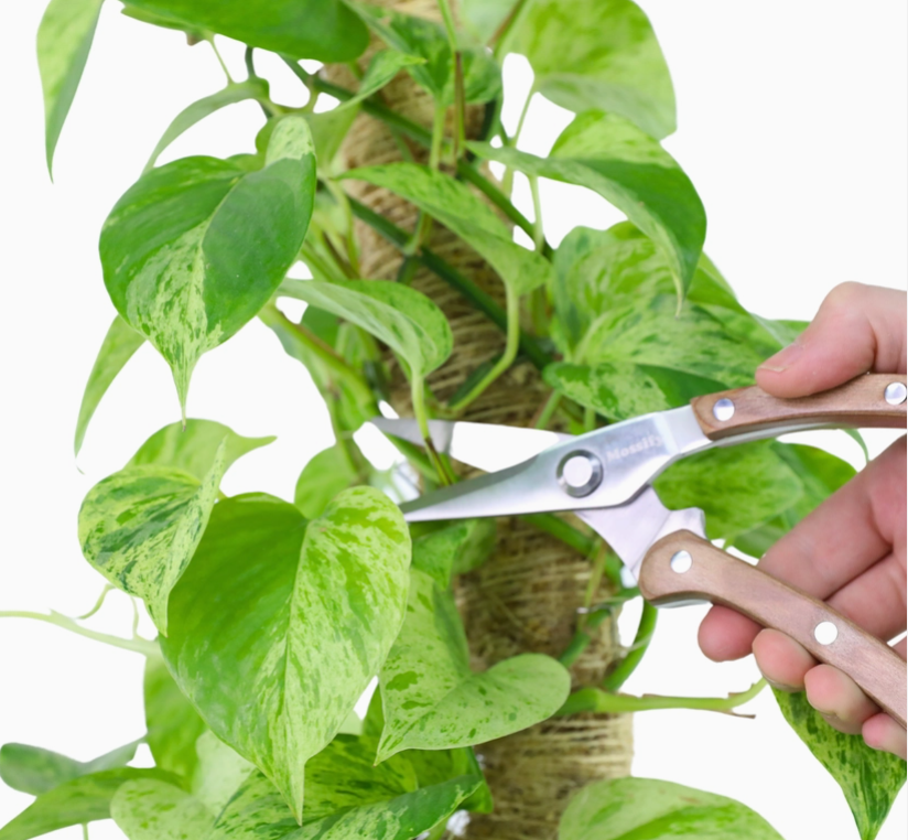 Utility Shears - Slim