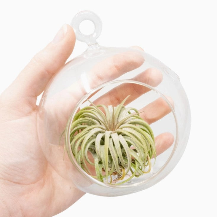 Glass Globe Hanging Terrarium