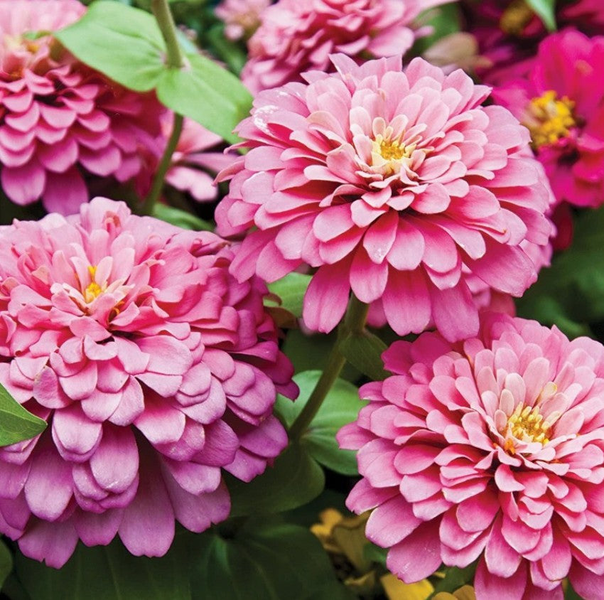 Wildflower Mix Seed Packets