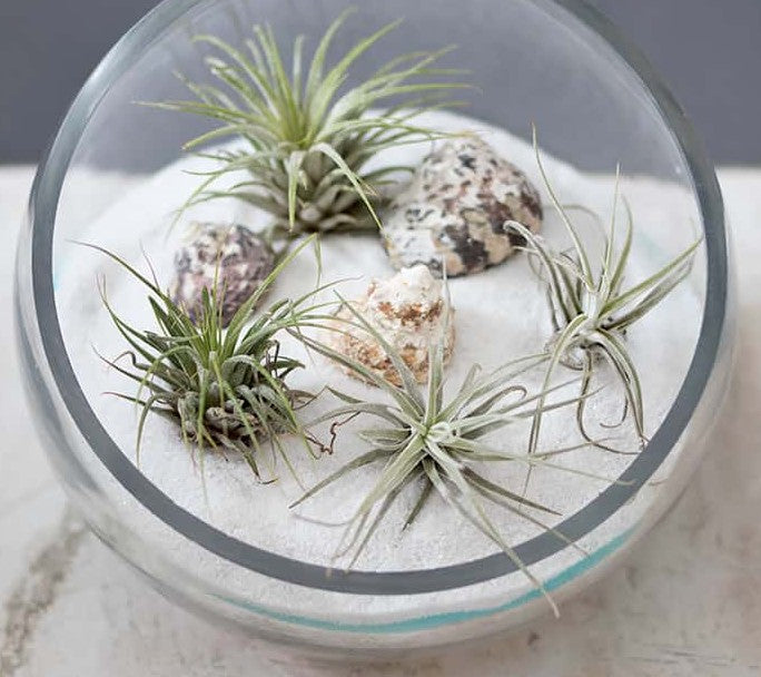 Sand Art Air Plant Terrariums - July 10th
