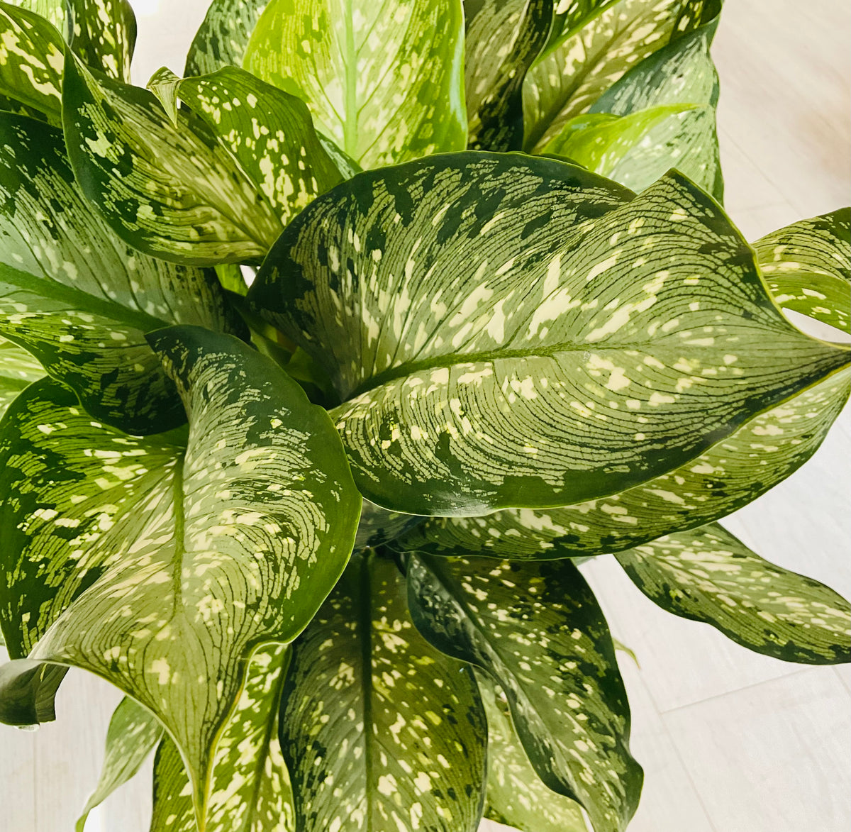 Maculata Tropical Tiki Dieffenbachia