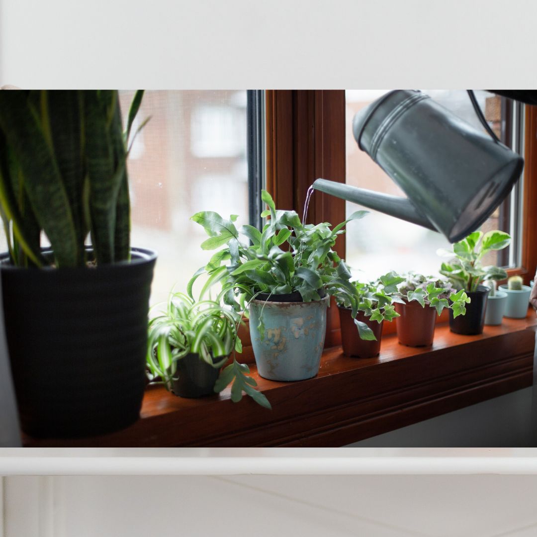 How to Water Houseplants Like a Pro