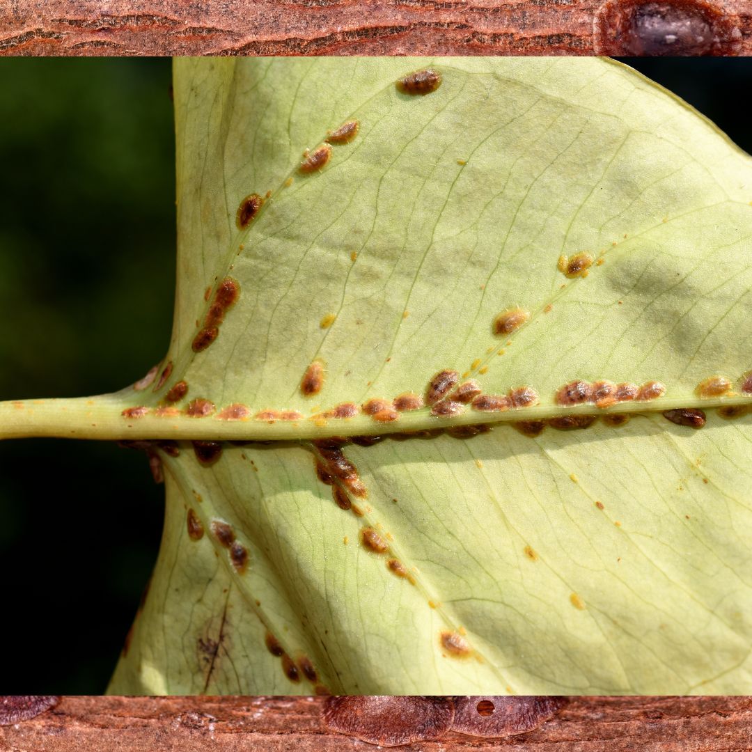 Scale Insects 101: What They Are and How to Banish Them for Good ...