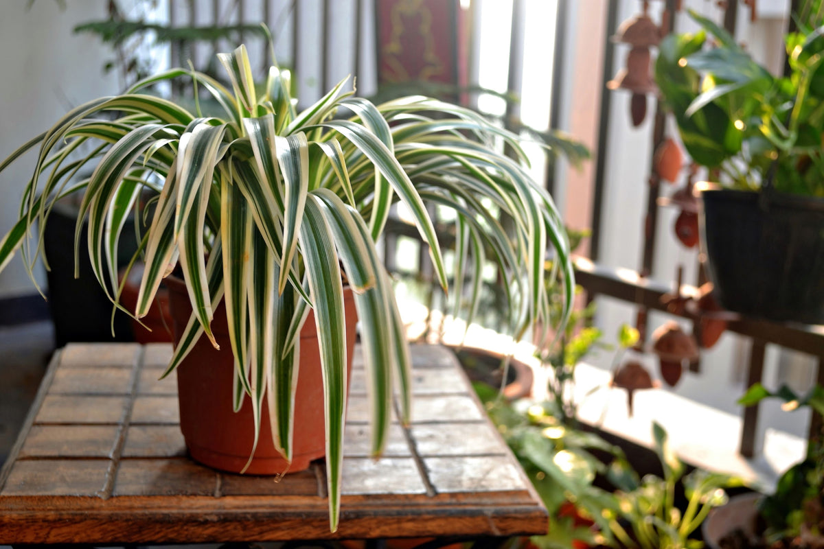 9GreenBox - Ocean Spider Plant - Easy to Grow - Cleans The Air - 2 Pack