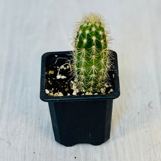 Cactus - Assorted 3"