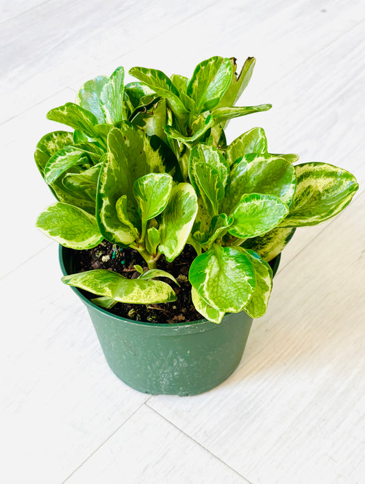Marble Peperomia